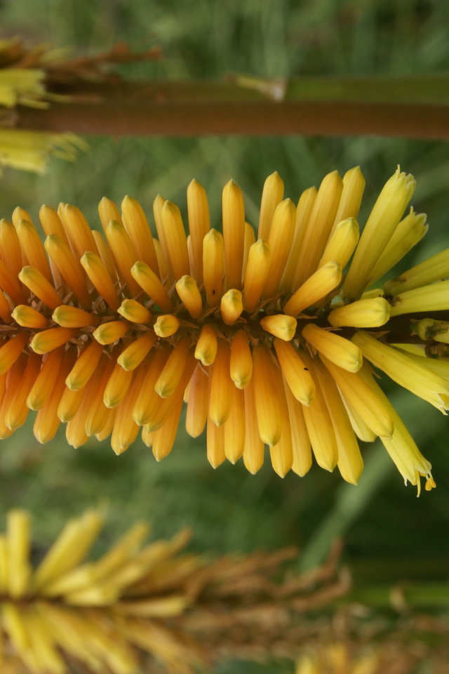 Красивые цветы кникофия в саду