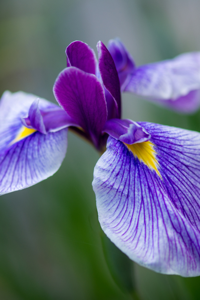 Красивые цветы ирисы в саду