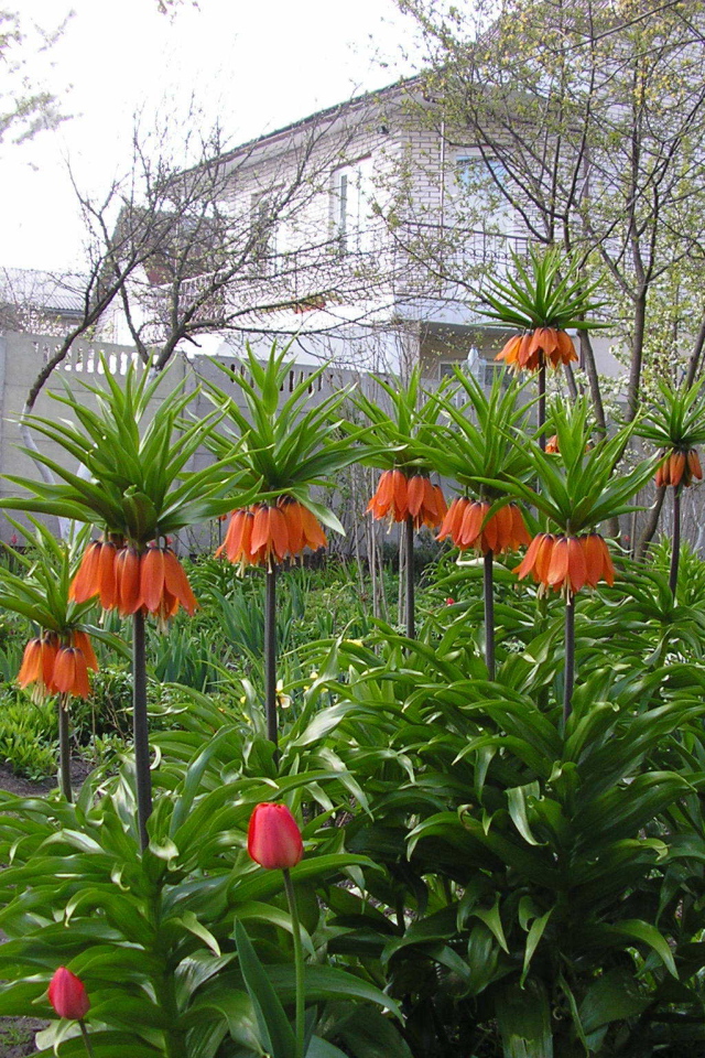 Красивые цветы рябчик императорский в саду