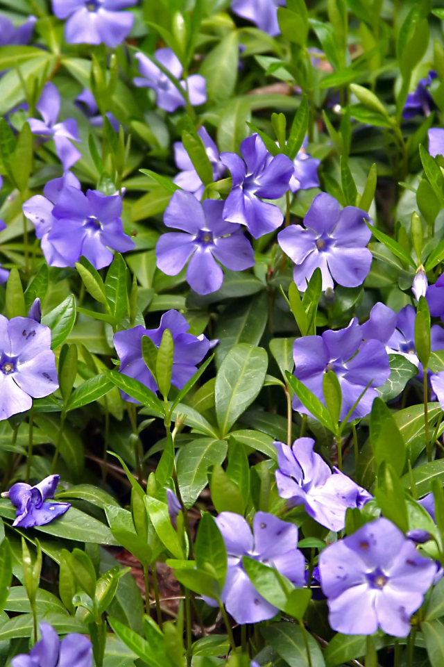 Красивые цветы барвинок в саду