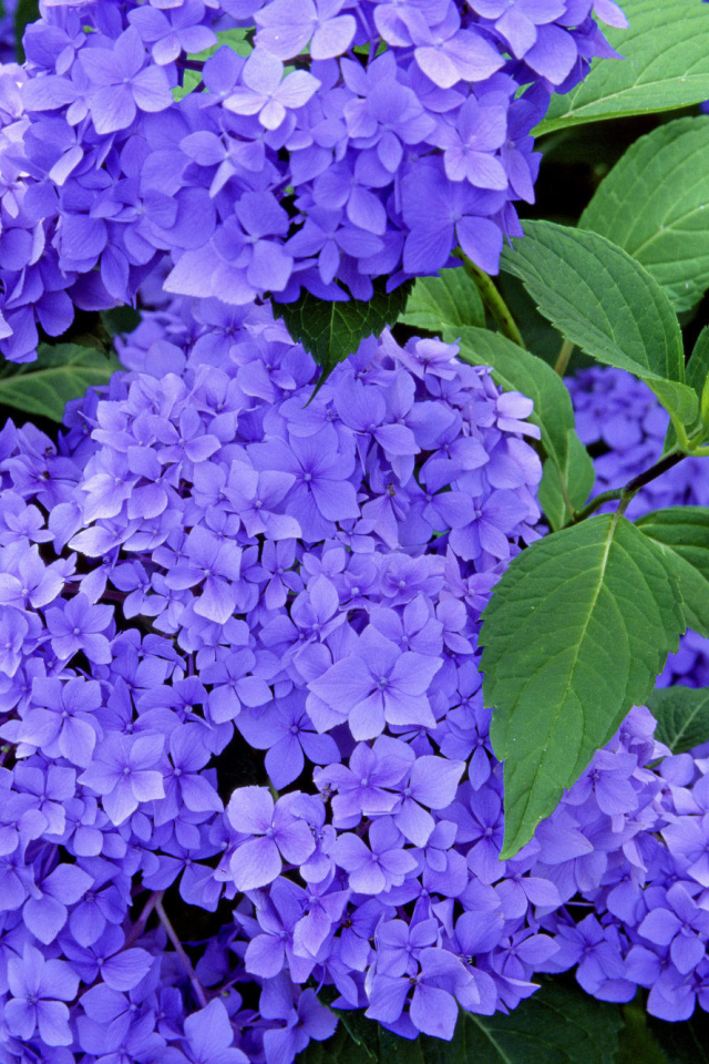 Красивые цветы вероника в саду