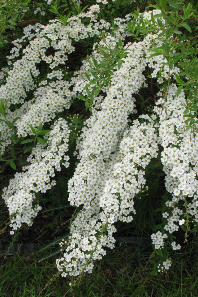 Красивые цветы спирея в саду