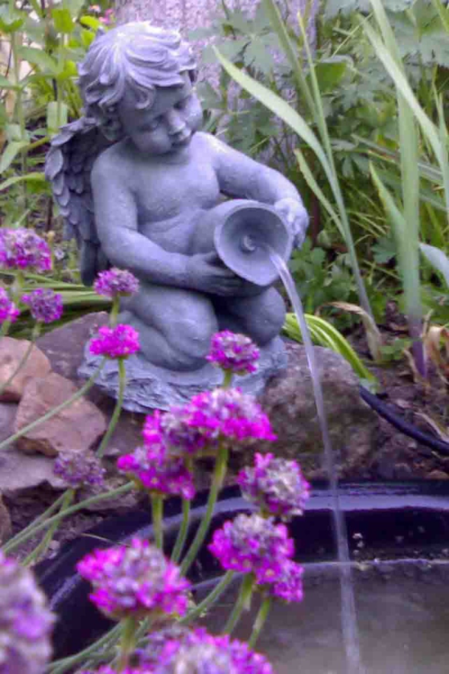 Красивые цветы армерия в саду