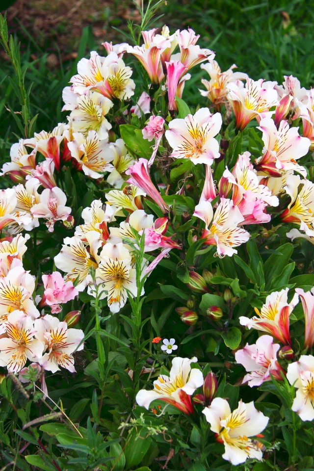 Красивые цветы альстремерия в парке