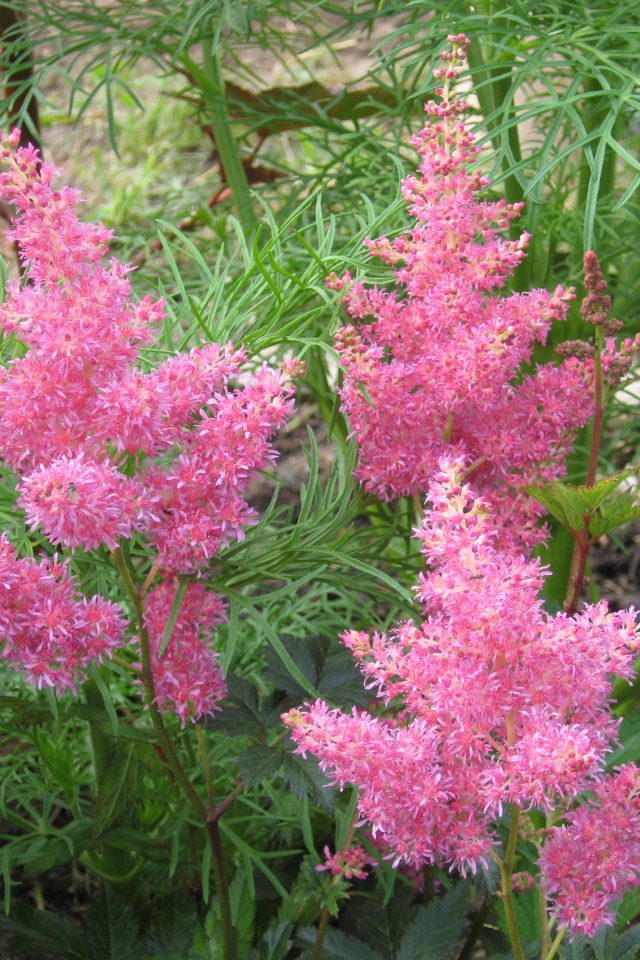 Красивые цветы астильба в парке