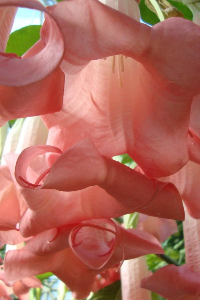 Красивые цветы бругмансия в парке