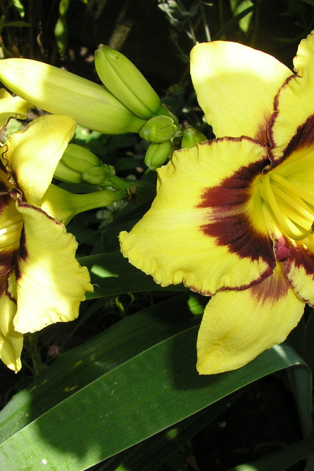 Красивые цветы лилейник в парке