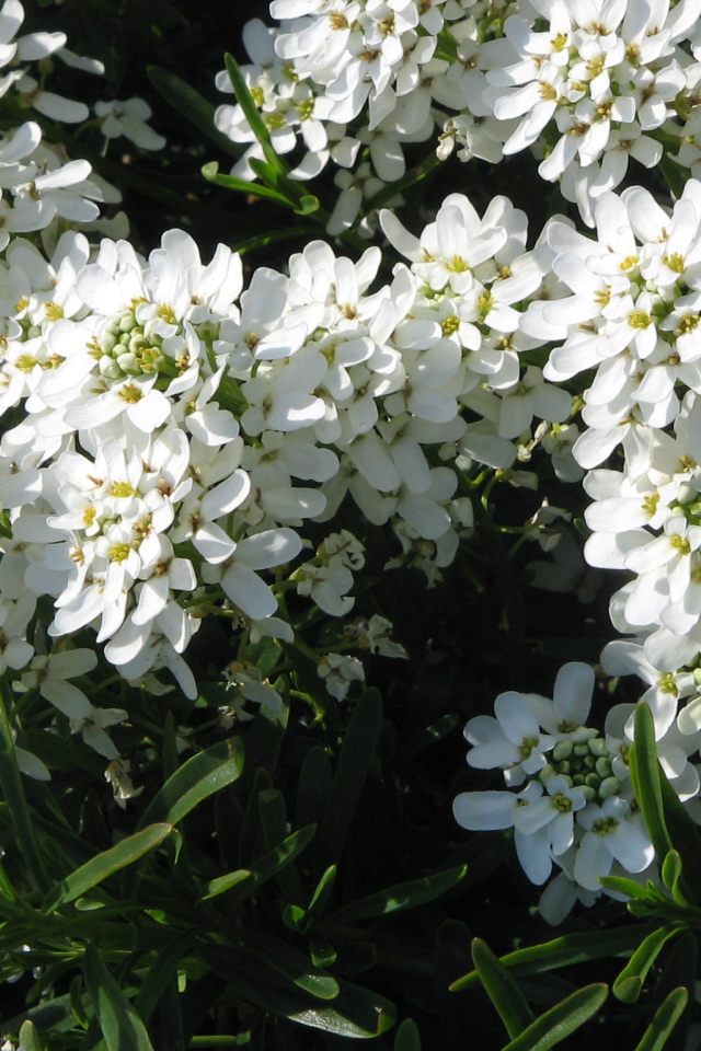 Красивые цветы иберис в парке