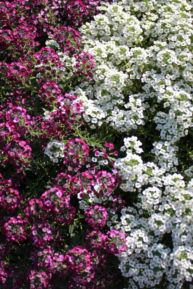 Красивые цветы алиссум в парке