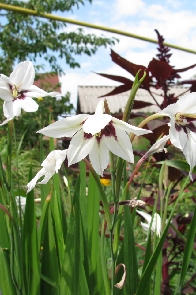 Красивые цветы ацидантера в парке