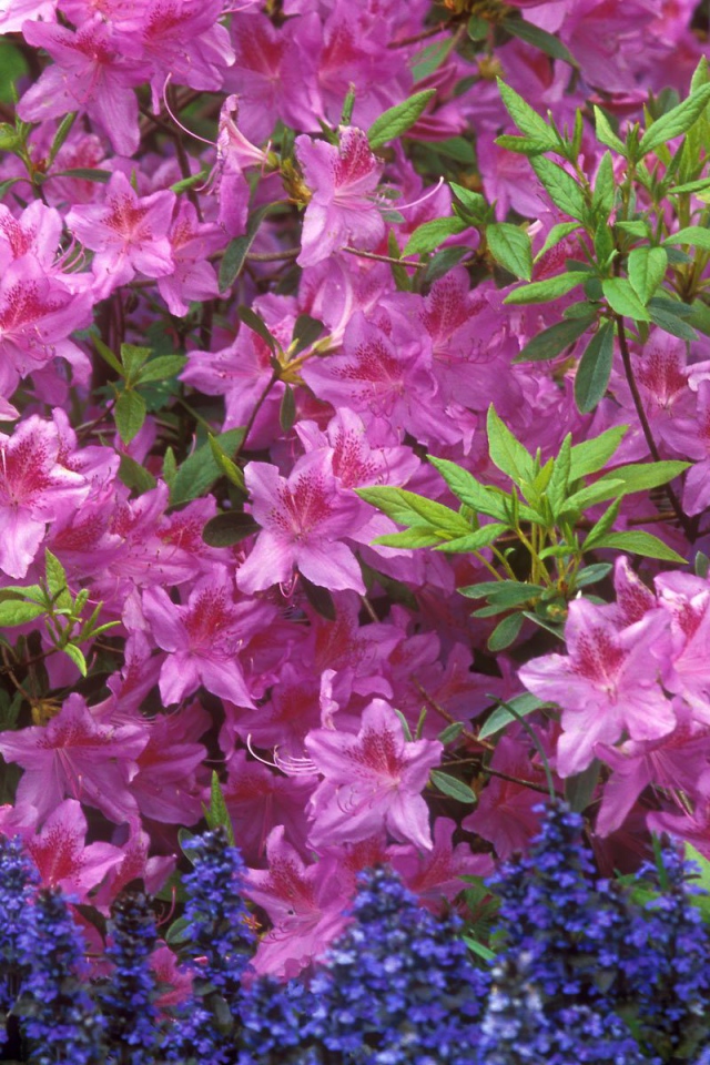 Красивые цветы аюга в парке