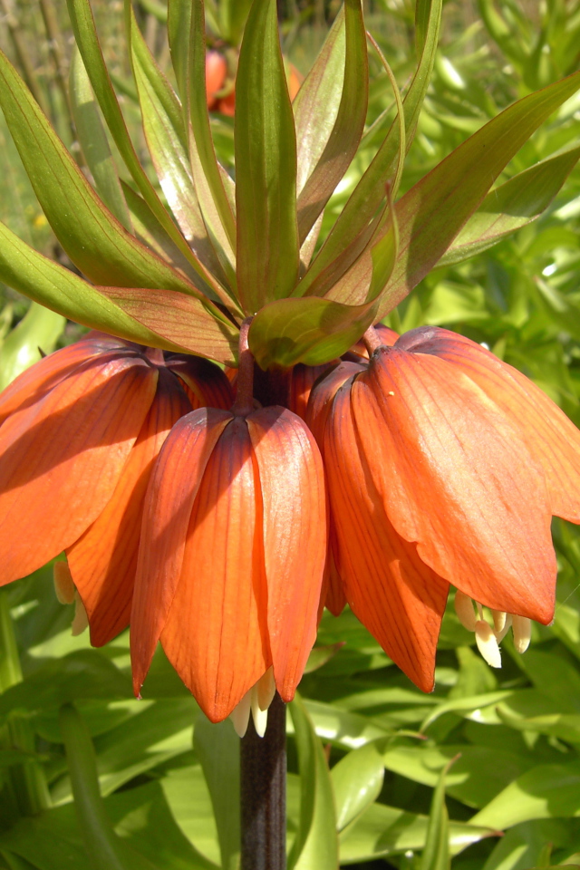 Красивые цветы рябчик императорский в парке