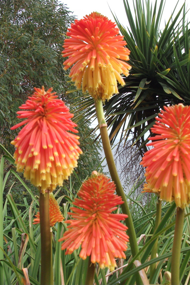 Красивые цветы кникофия в парке