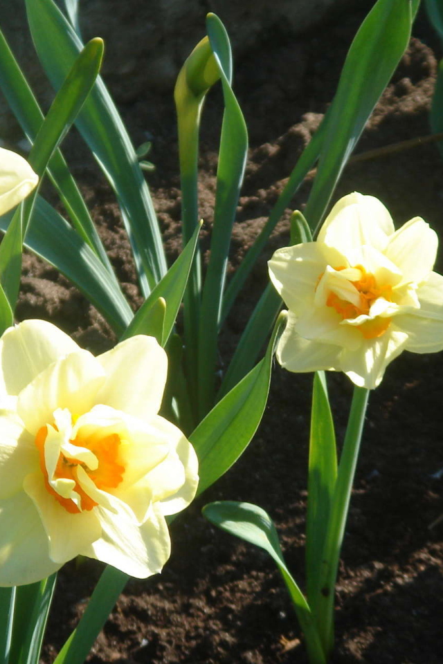 Красивые цветы нектароскордум в парке