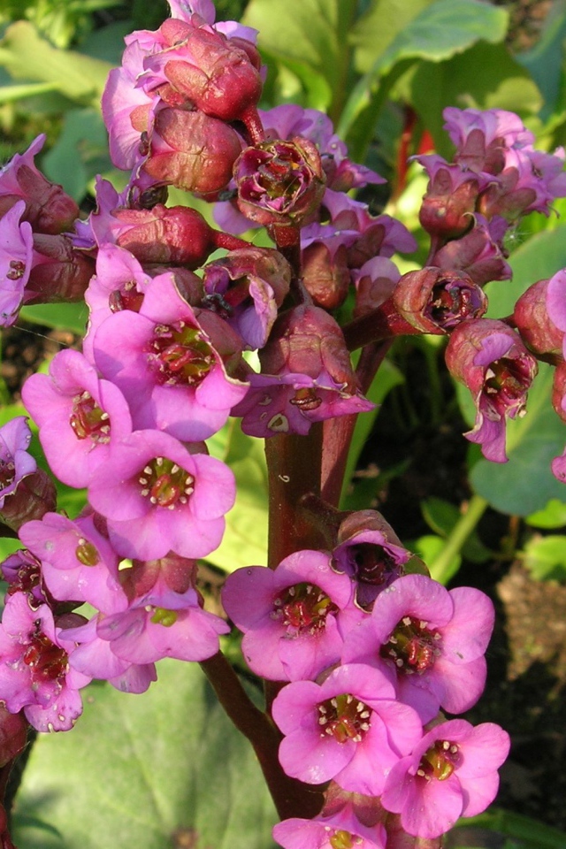 Красивые цветы растения бадан в парке