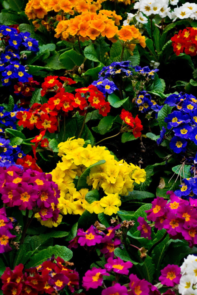 Красивые цветы примула в парке