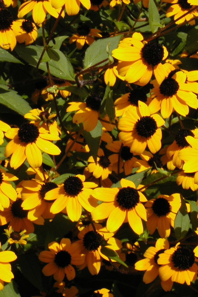 Красивые цветы рудбекия в парке