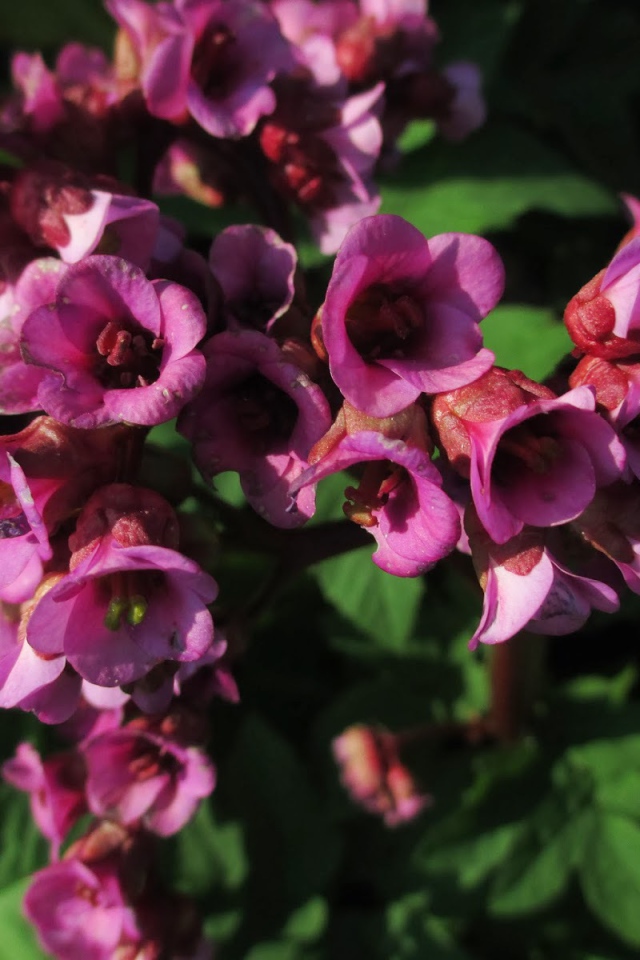 Красивые цветы бадан в парке