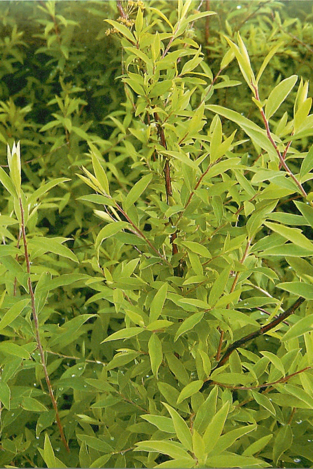 Красивые цветы спирея в парке