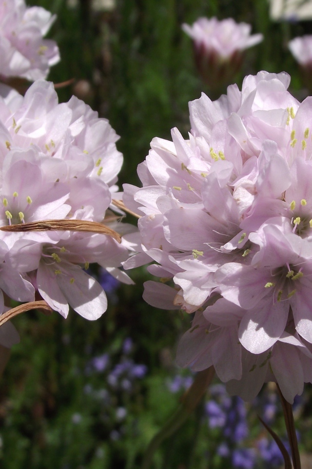 Красивые цветы армерия в парке