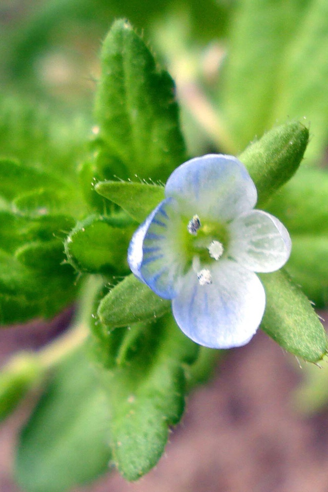 Красивые цветы вероника в парке
