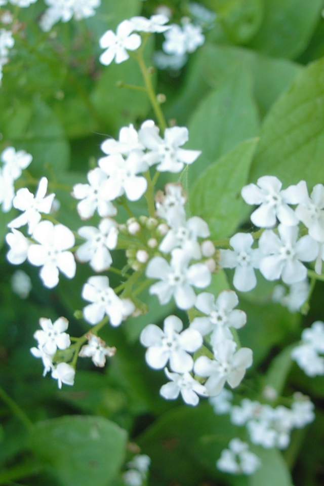 На солнце красивые цветы бруннера 