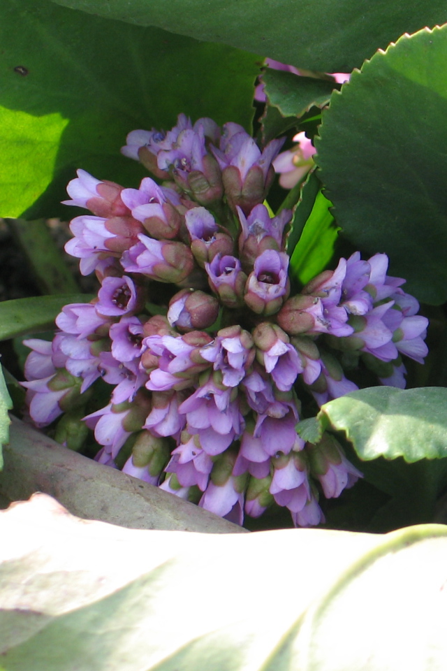 Красивые цветы бадан на солнце