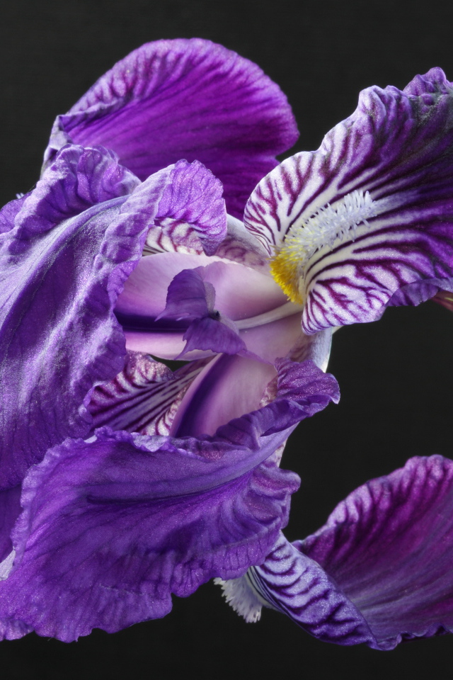 Красивые цветы ирисы на клумбе в саду