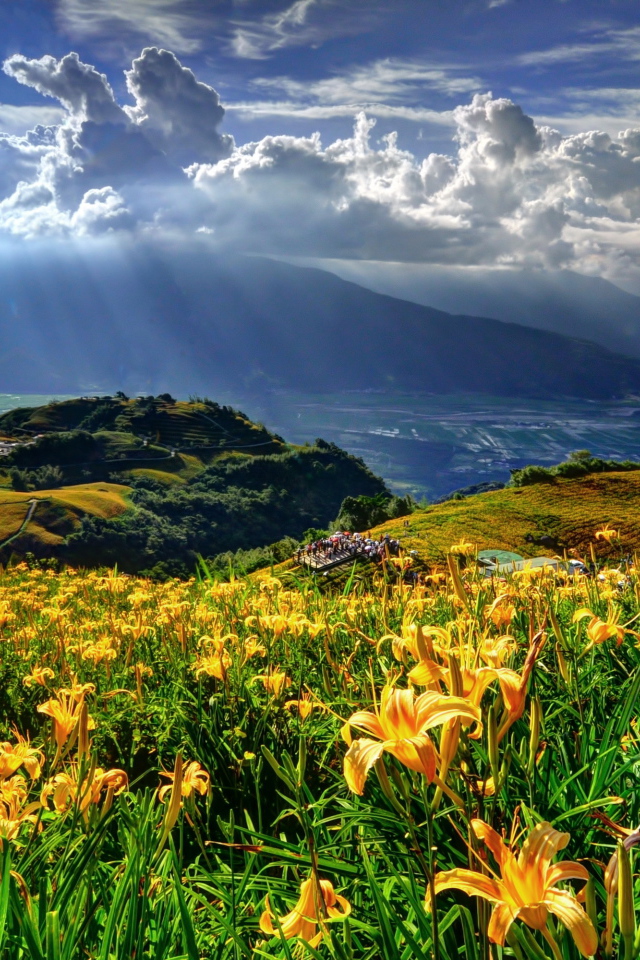 Красивые цветы лилия в саду