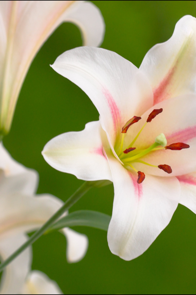 Красивые цветы лилия на поляне