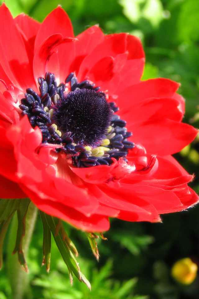 Красивые цветы анемона в парке