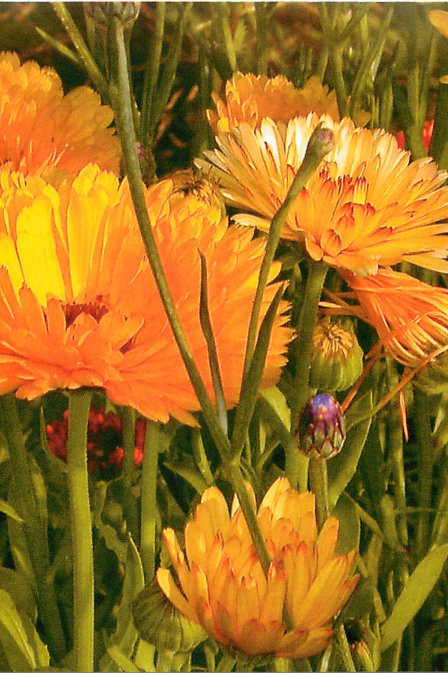 Красивые цветы календула на поляне