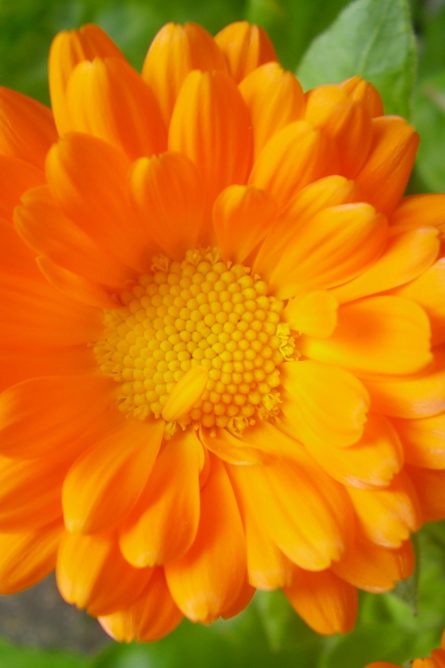 Красивые цветы календула на клумбе в саду