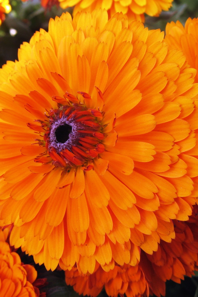 Красивые цветы календула в парке