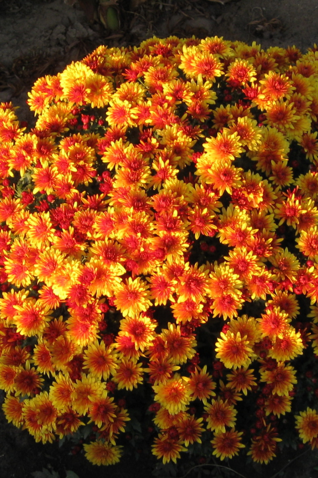 Красивые цветы хризантема 