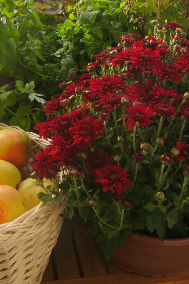 Красивые цветы хризантема и яблоки