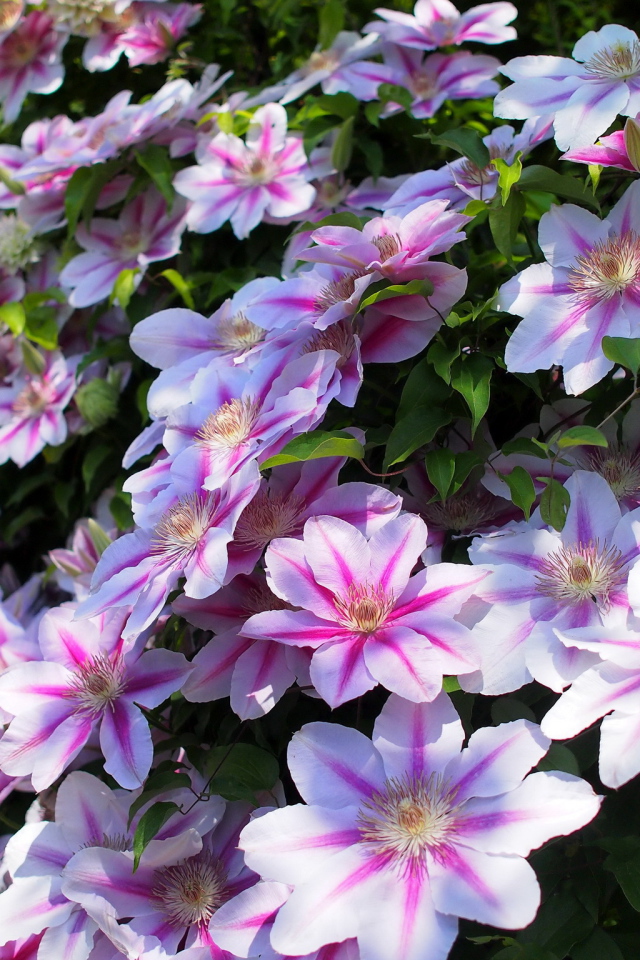 Красивые цветы клематис в парке