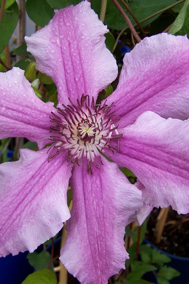 Красивые цветы клематис на клумбе в саду