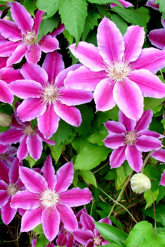 Красивые цветы клематис на поляне