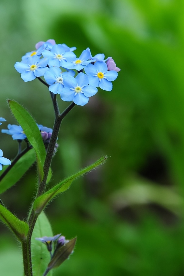 Beautiful flowers of forget-me