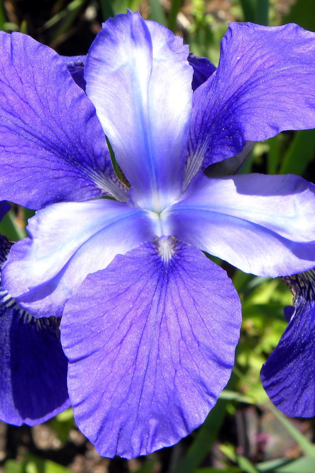 Красивые цветы ирисы на поляне