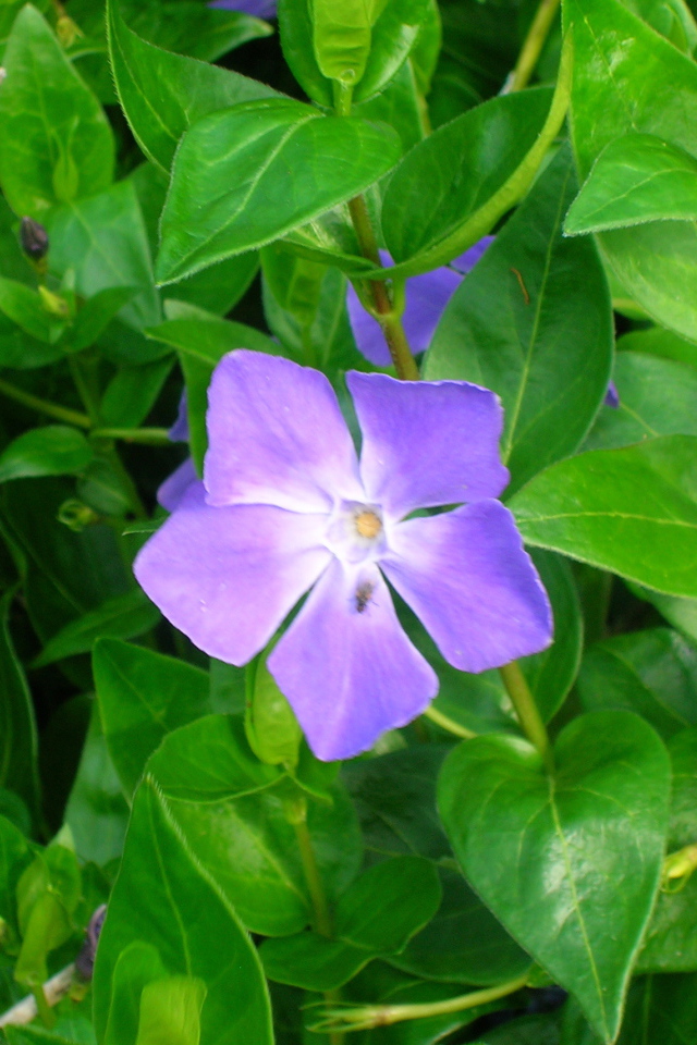 Красивые цветы барвинок на поляне