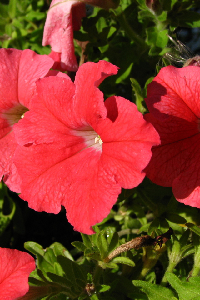 Красивые цветы петуния на клумбе в саду