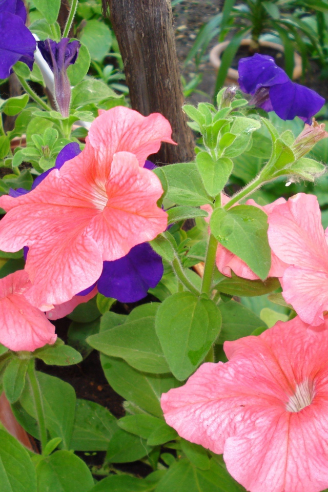 Красивые цветы петуния в лесу