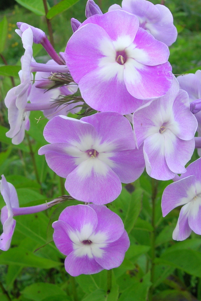 Красивые цветы флокс в парке