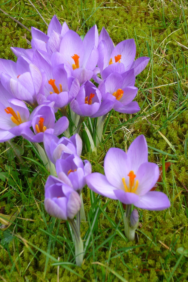Красивые цветы шафран на газоне