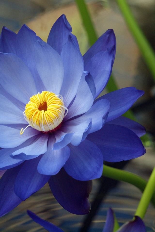 Красивые цветы нимфея на дачном участке