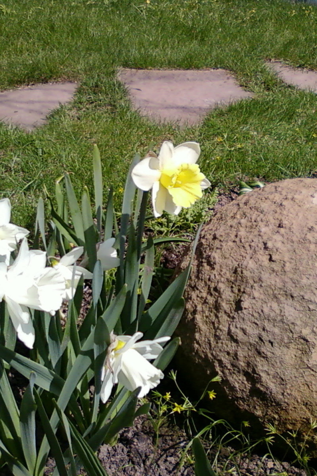 Красивые цветы нектароскордум на дачном участке