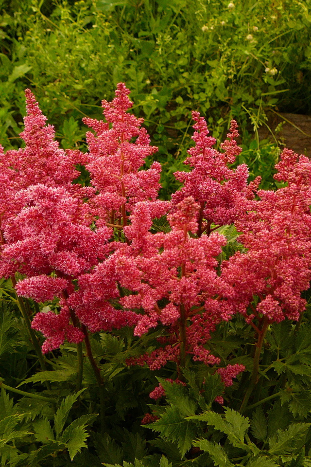 Красивые цветы астильба на поляне