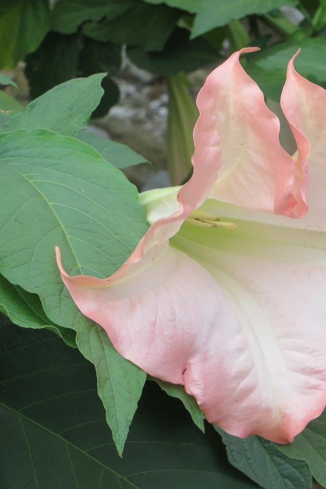 На поляне красивые цветы бругмансия